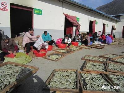 柞水縣紅巖寺鎮(zhèn) 黨建引領(lǐng)，社區(qū)工廠助力脫貧，中藥材產(chǎn)業(yè)煥發(fā)新活力